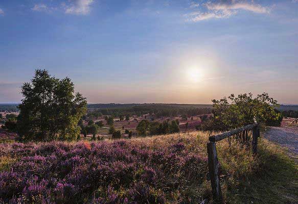 Lueneburg Heath study site